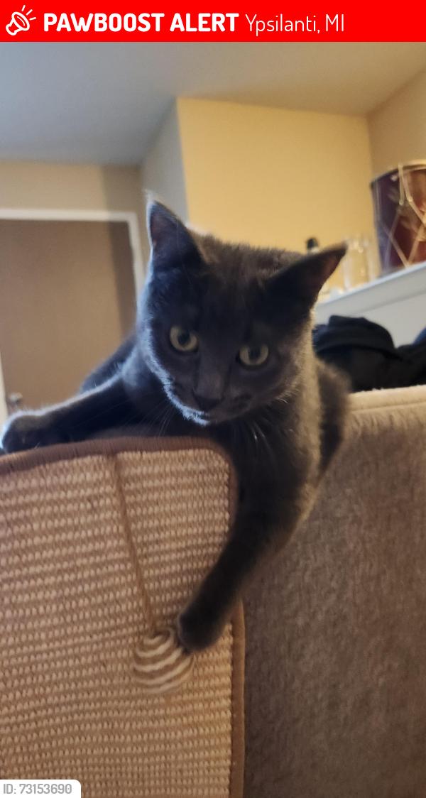 Lost Female Cat last seen Arbor knoll apmts, Ypsilanti, MI 48197
