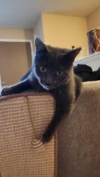 Lost Female Cat last seen Arbor knoll apmts, Ypsilanti, MI 48197