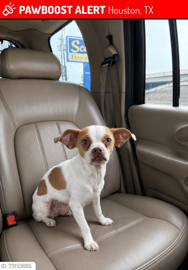 Lost Male Dog last seen Heaney dr, Houston, TX 77076