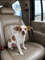 Lost Male Dog last seen Heaney dr, Houston, TX 77076