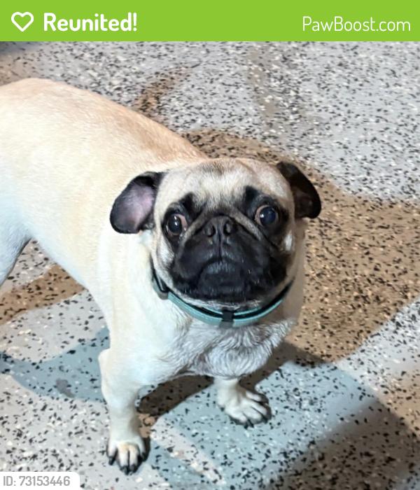 Reunited Male Dog last seen E Bobier Dr, San Luis Rey Ave, near Vista High School., Vista, CA 92084