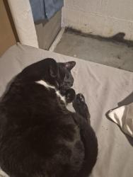 Lost Male Cat last seen Stevensville-Baroda road, Stevensville, MI 49127
