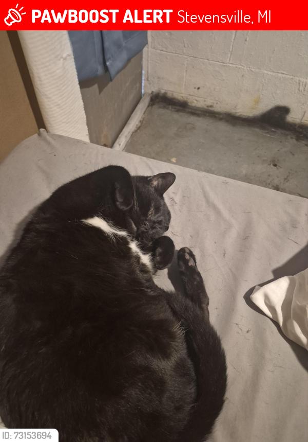 Lost Male Cat last seen Stevensville-Baroda road, Stevensville, MI 49127