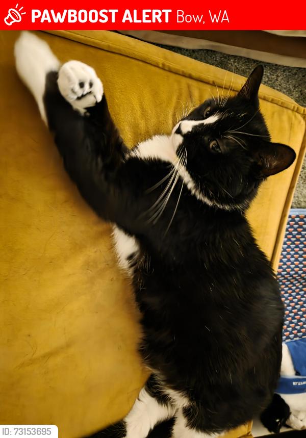 Lost Male Cat last seen Oyster Creek Ln, Bow, WA 98232