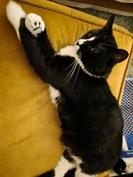 Lost Male Cat last seen Oyster Creek Ln, Bow, WA 98232