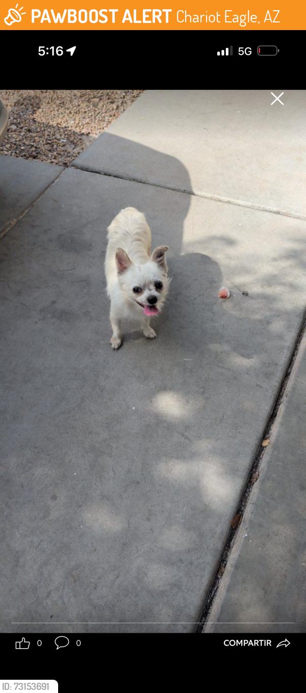 Found/Stray Male Dog last seen Near ave and pioneer St, Chariot Eagle, AZ 85353