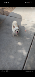Found/Stray Male Dog last seen Near ave and pioneer St, Chariot Eagle, AZ 85353