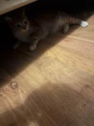 Reunited Male Cat last seen South 20th avenue, Cornelius, OR 97113