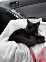 Lost Female Cat last seen hanover park, Hanover, IN 47243