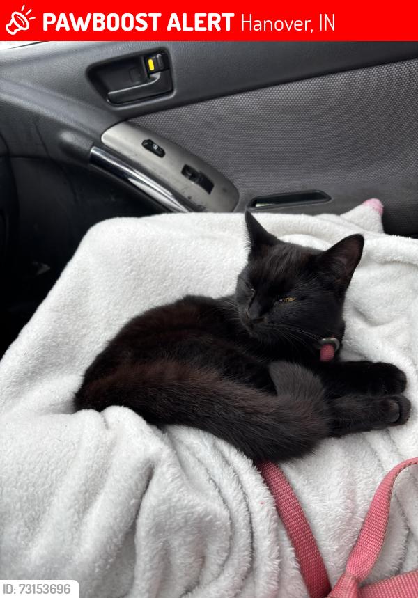 Lost Female Cat last seen hanover park, Hanover, IN 47243
