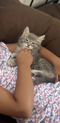 Lost Male Cat last seen Little warriors academy, Kissimmee, FL 34746