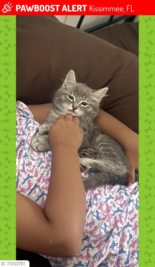 Lost Male Cat last seen Little warriors academy, Kissimmee, FL 34746