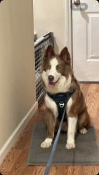 Reunited Male Dog last seen Near se 193 ave, Portland, OR 97233