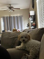 Lost Male Dog last seen W lower buckeye rd, Avondale, AZ 85323