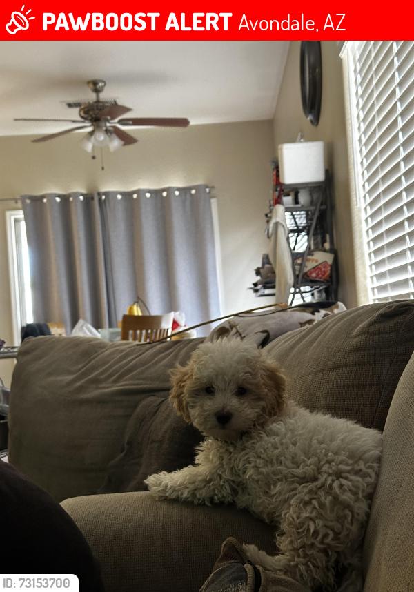 Lost Male Dog last seen W lower buckeye rd, Avondale, AZ 85323