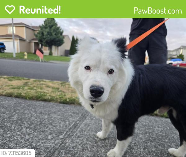 Reunited Male Dog last seen Chatham DR SE and Coos DR SE. Madrona Park, Thurston County, WA 98513