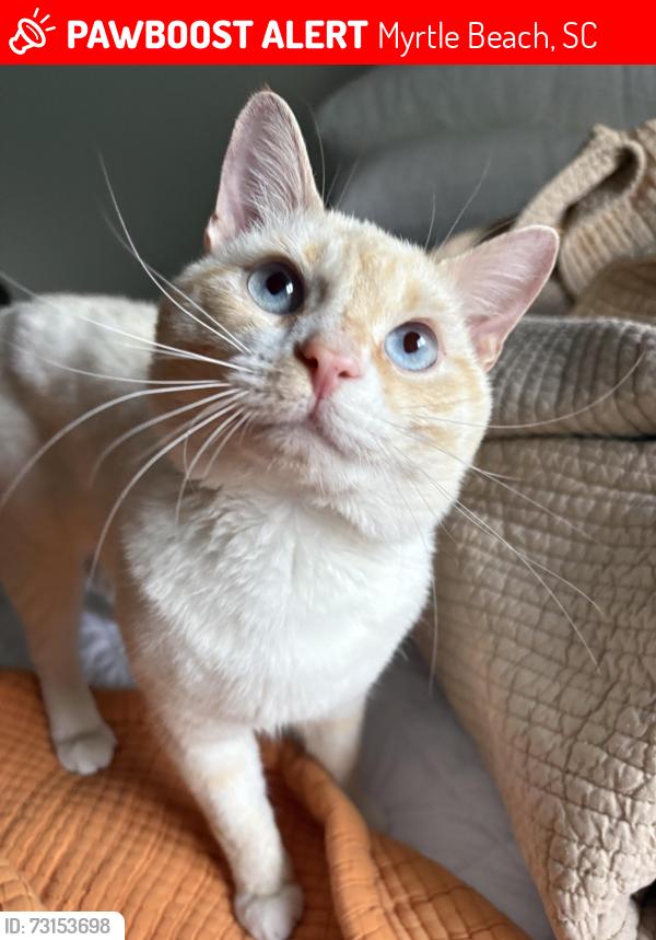 Lost Male Cat last seen Colonial Drive, Myrtle Beach, SC 29572