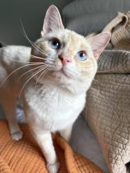 Lost Male Cat last seen Colonial Drive, Myrtle Beach, SC 29572