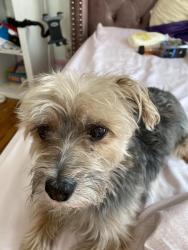 Lost Male Dog last seen Leslie Road, Queens, NY 11434