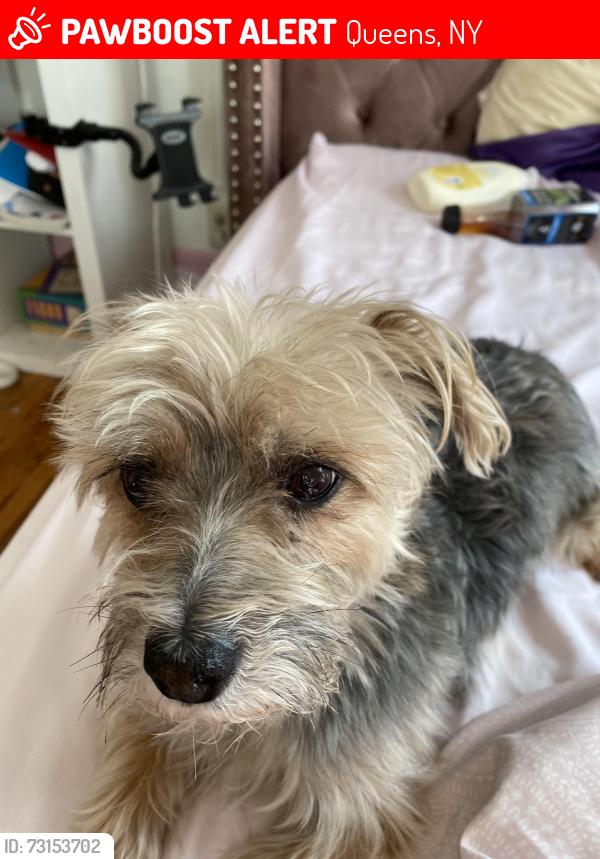 Lost Male Dog last seen Leslie Road, Queens, NY 11434