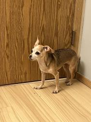 Found/Stray Female Dog last seen Village Learning Childcare Center, Issaquah, WA 98027