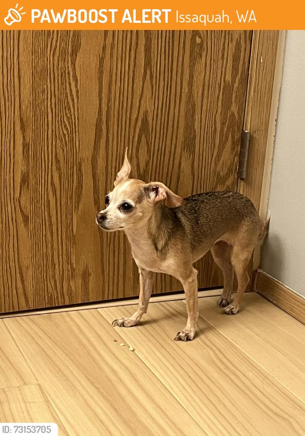 Found/Stray Female Dog last seen Village Learning Childcare Center, Issaquah, WA 98027