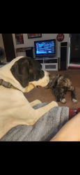 Reunited Male Dog last seen La Cholla and Orange Grove, Casas Adobes, AZ 85741