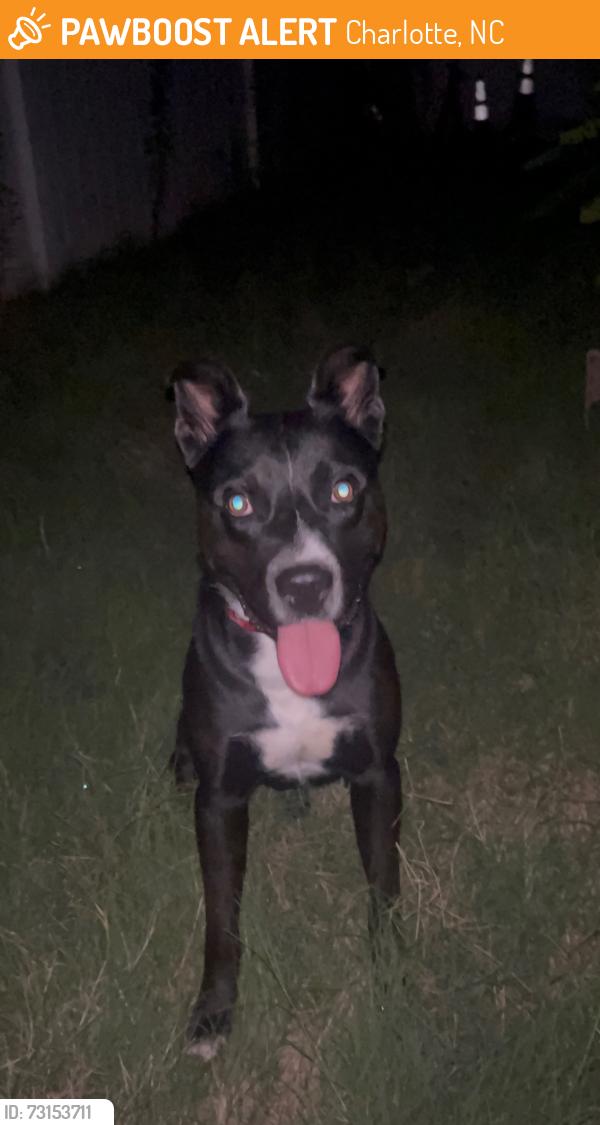 Found/Stray Male Dog last seen Near Mosley Glen Dr, Charlotte, NC 28213