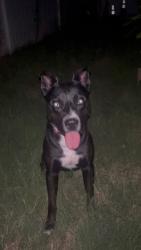 Found/Stray Male Dog last seen Near Mosley Glen Dr, Charlotte, NC 28213