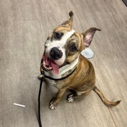 Shelter Stray Male Dog last seen , 361 S Raymond Ave, Pasadena, CA 91105, USA