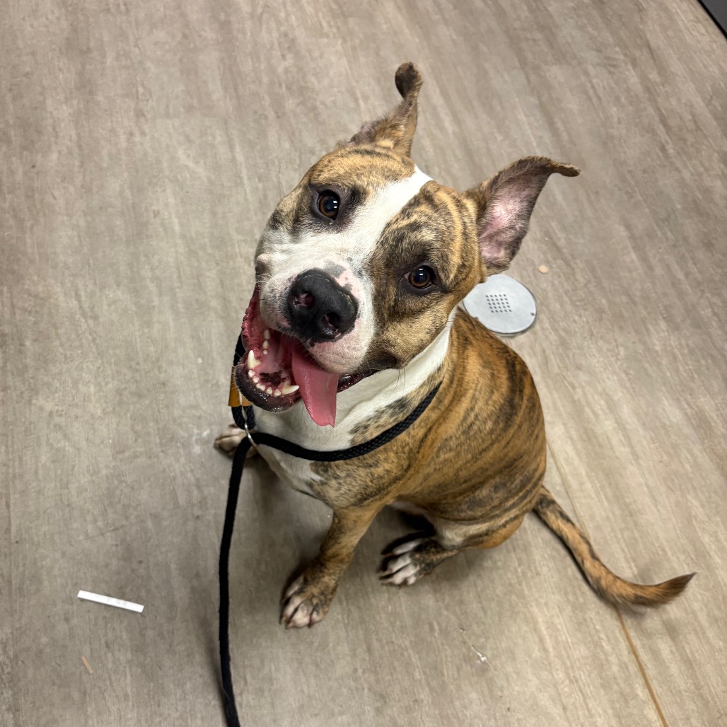 Shelter Stray Male Dog last seen , 361 S Raymond Ave, Pasadena, CA 91105, USA