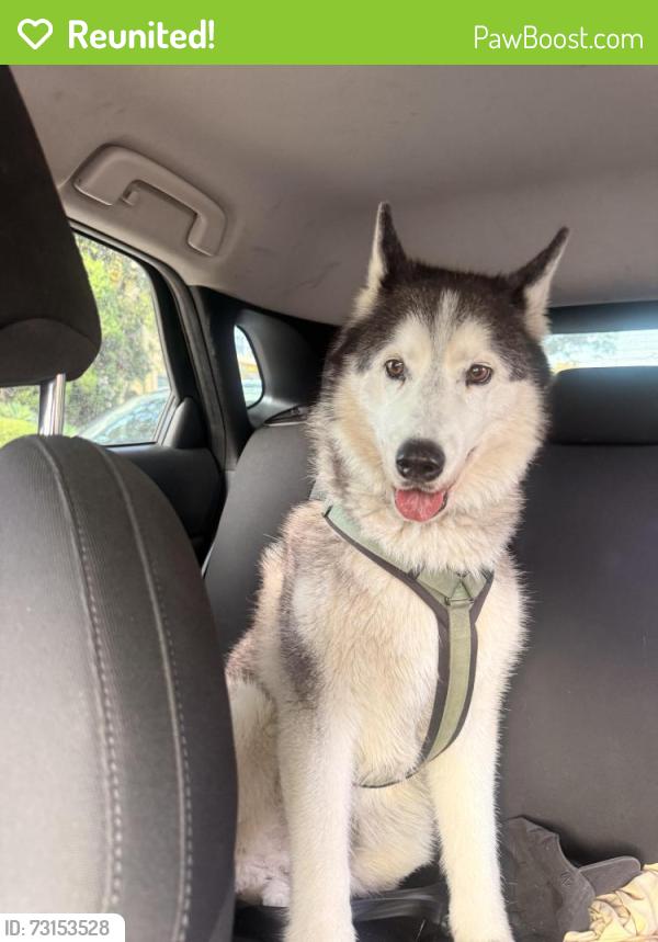 Reunited Male Dog last seen Crescent heights, Los Angeles, CA 90035