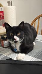 Reunited Male Cat last seen Near Mcgill st, Vancouver, BC V5K 1J3