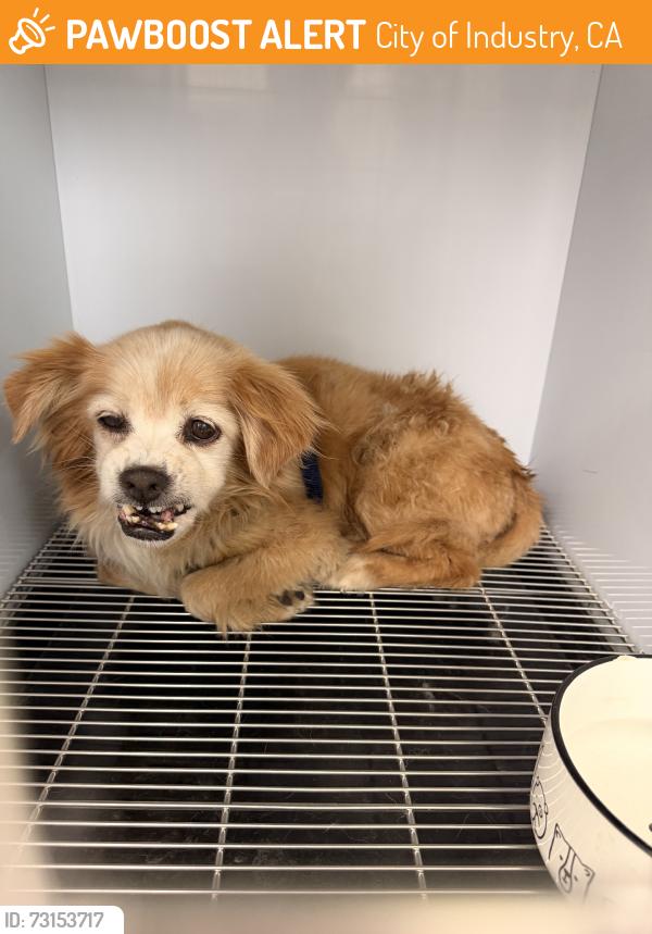 Rehomed Unknown Dog last seen Near Nelson Ave E, City of Industry, CA 91746, USA, City of Industry, CA 91746
