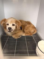 Found/Stray Unknown Dog last seen orange.nelson, City of Industry, CA 91746
