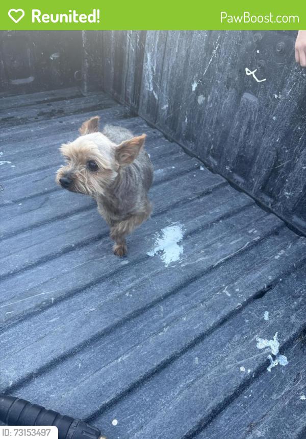 Reunited Male Dog last seen Brookside dr, Pittsburg, CA 94565