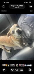 Reunited Male Dog last seen Locust / kalamia, Moreno Valley, CA 92555