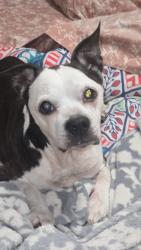 Lost Female Dog last seen Wiodburn senior ests dog park/Umpqua, Woodburn, OR 97071