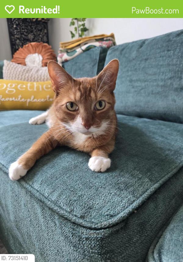 Reunited Male Cat last seen 67th Avenue & 217 St, Queens, NY 11364