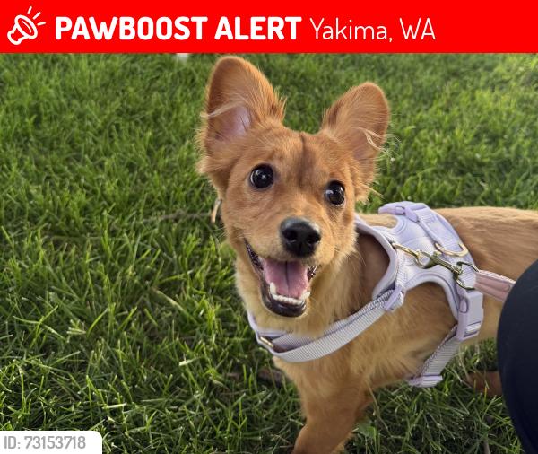 Lost Female Dog last seen Lake aspen apmts, Yakima, WA 98902