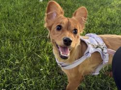 Lost Female Dog last seen Lake aspen apmts, Yakima, WA 98902