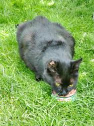 Found/Stray Unknown Cat last seen Wedgewood West neighborhood, Auburn, WA 98023