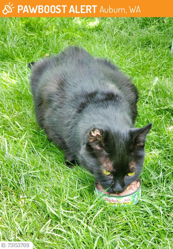 Found/Stray Unknown Cat last seen Wedgewood West neighborhood, Auburn, WA 98023