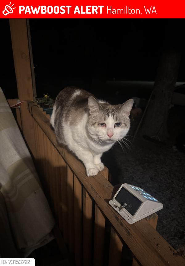 Lost Male Cat last seen Noble avenue and petit street, Hamilton, WA 98263