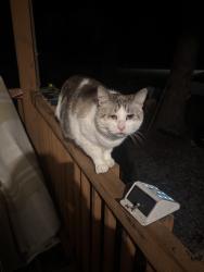 Lost Male Cat last seen Noble avenue and petit street, Hamilton, WA 98263