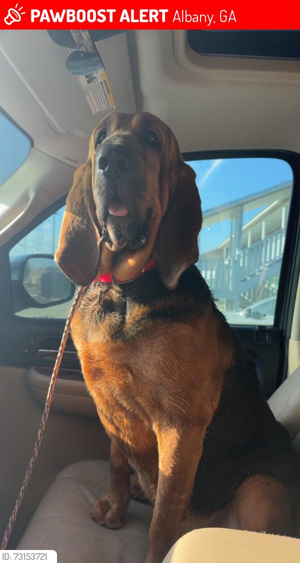 Lost Female Dog last seen mireya, Albany, GA 31705