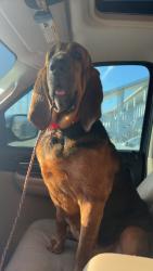 Lost Female Dog last seen mireya, Albany, GA 31705