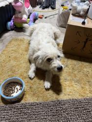 Found/Stray Female Dog last seen wolf creek lodge, Wolf Creek, UT 84310