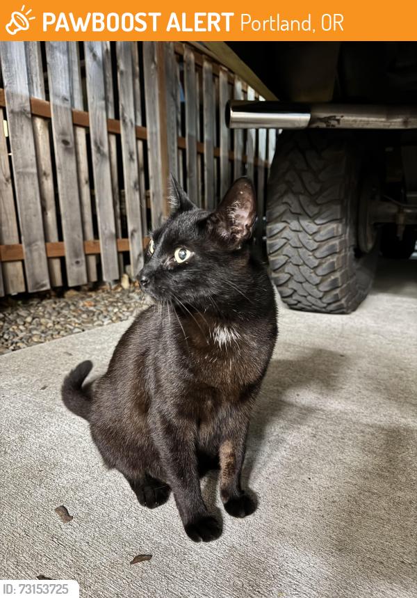 Found/Stray Unknown Cat last seen Fremont & 67th Ave, Portland, OR 97213