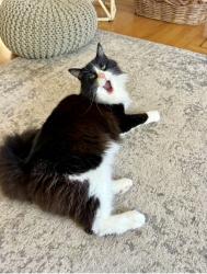 Lost Male Cat last seen Stockton & Allyn, St. Helena, CA 94574